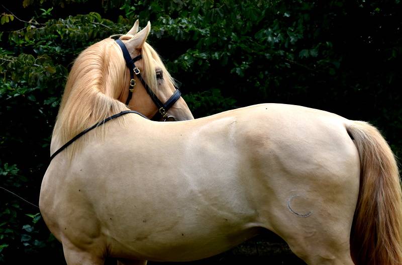 Sueno Carthago - PRE Andaluso 2020