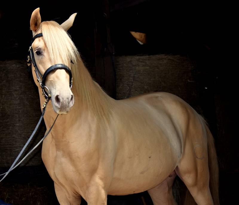 Sueno Carthago - PRE Andaluso 2020