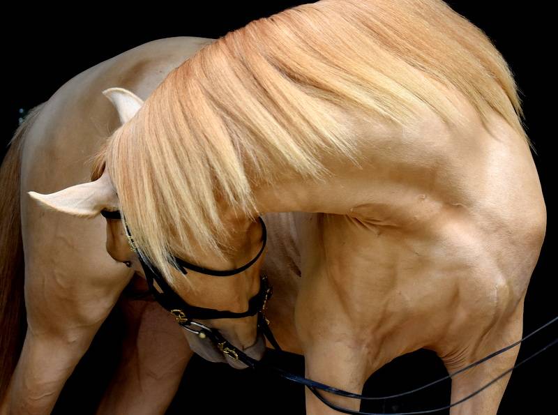 Sueno Carthago - PRE Andaluso 2020