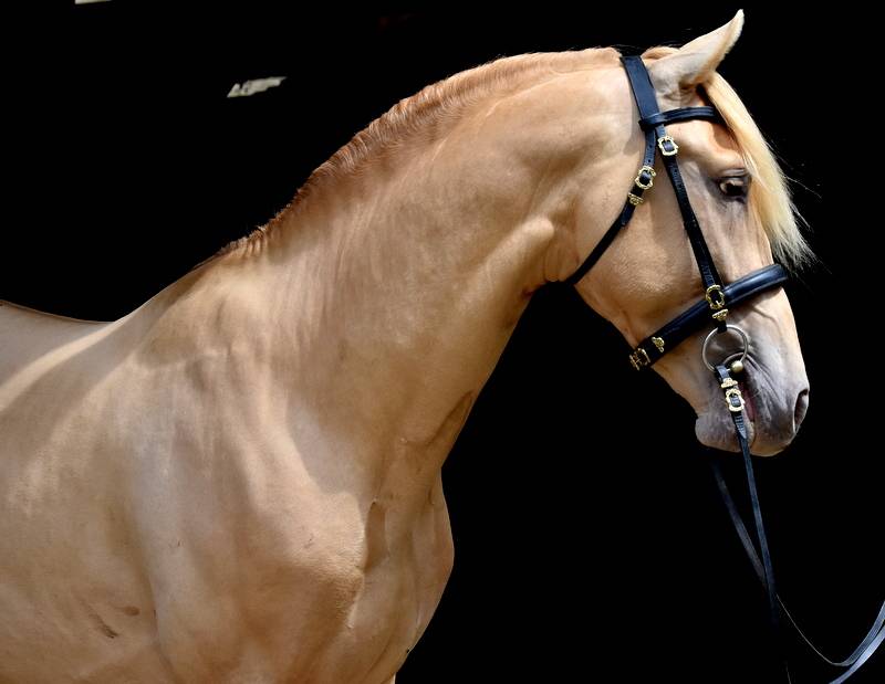 Sueno Carthago - PRE Andaluso 2020