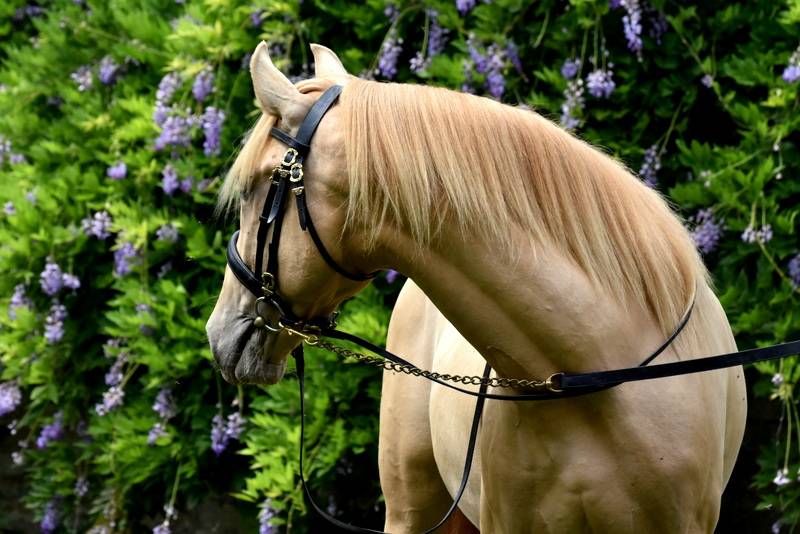 Sueno Carthago - PRE Andaluso 2020