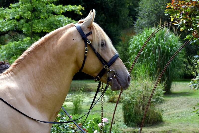 Sueno Carthago - PRE Andaluso 2020