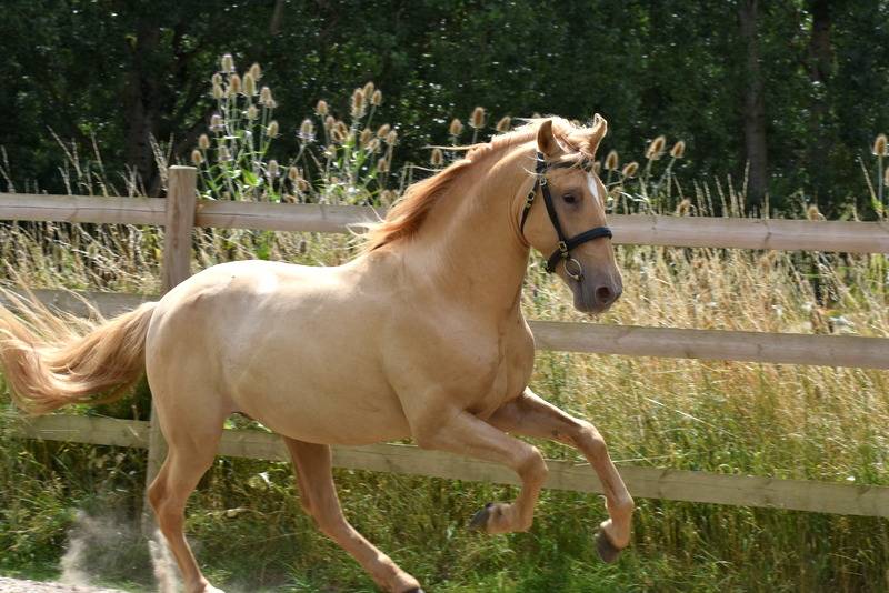 Sueno Carthago - PRE Andaluso 2020