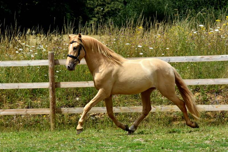 Sueno Carthago - PRE Andaluso 2020