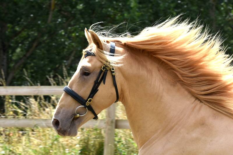 Sueno Carthago - PRE Andaluso 2020