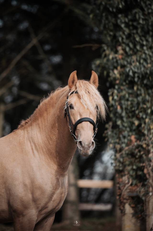 Sueno Carthago - PRE Andaluso 2020