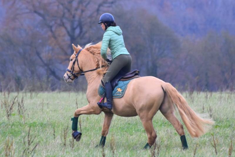 Sueno Carthago - PRE Andaluso 2020