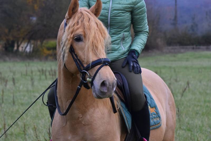 Sueno Carthago - PRE Andaluso 2020