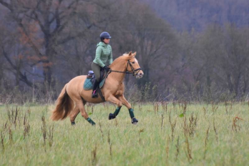 Sueno Carthago - PRE Andaluso 2020