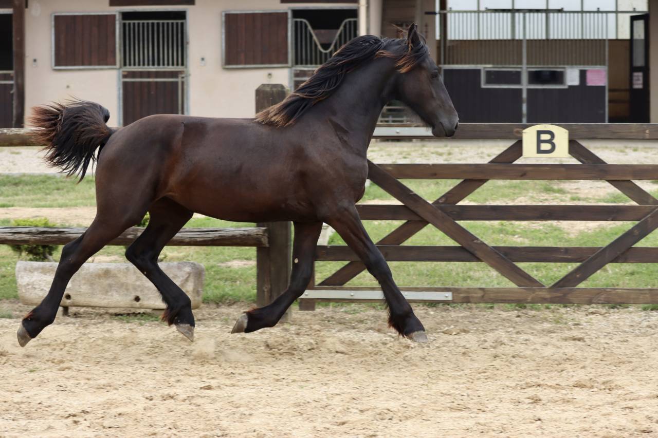 Puledra Frisone In vendita 2024 Nero ,  Alwin 469 Sport AAA Pr&eacute;f&eacute;rent