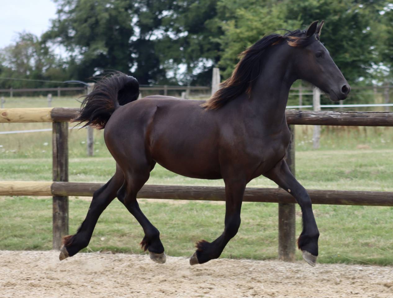 Puledra Frisone In vendita 2024 Nero ,  Alwin 469 Sport AAA Pr&eacute;f&eacute;rent