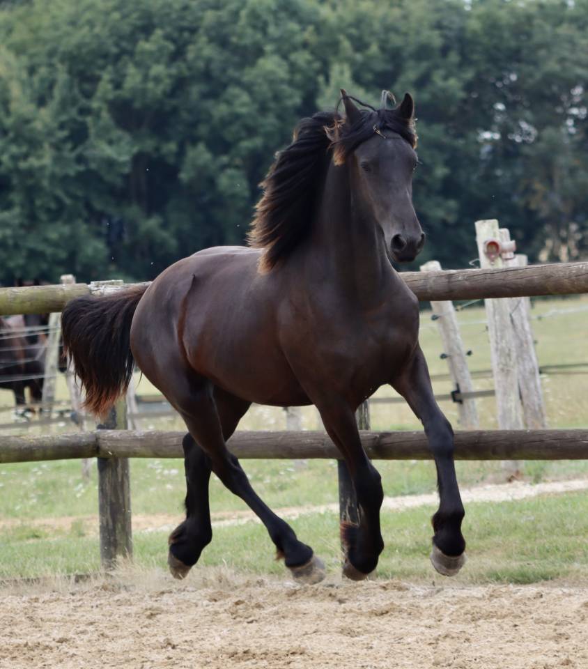 Puledra Frisone In vendita 2024 Nero ,  Alwin 469 Sport AAA Pr&eacute;f&eacute;rent