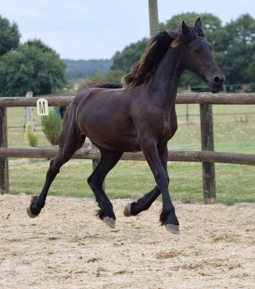 Puledra Frisone In vendita 2024 Nero ,  Alwin 469 Sport AAA Pr&eacute;f&eacute;rent