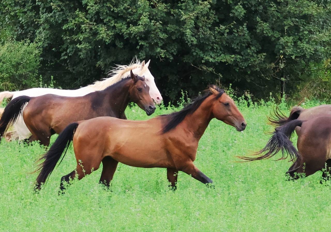 Castrone Akhal Teke In vendita 2020 Baio ,  Kemput (EST), AT