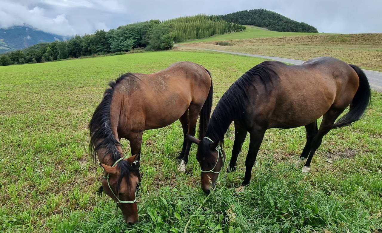 Castrone Akhal Teke In vendita 2020 Baio ,  Kemput (EST), AT