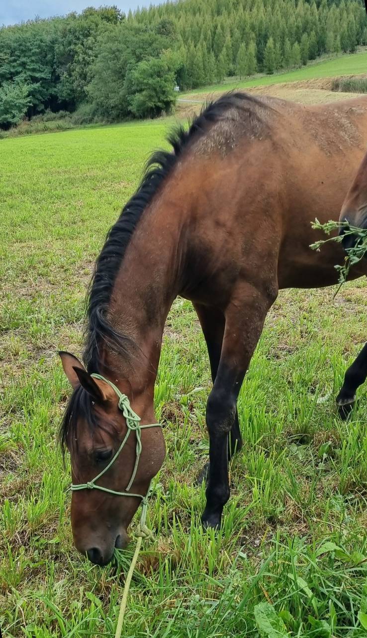 Castrone Akhal Teke In vendita 2020 Baio ,  Kemput (EST), AT