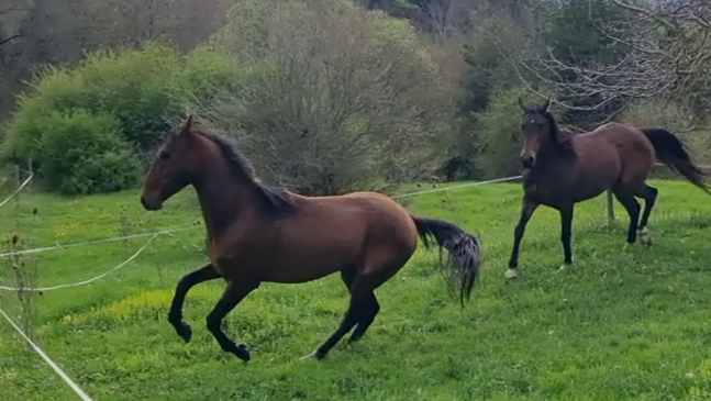 Castrone Akhal Teke In vendita 2020 Baio ,  Kemput (EST), AT