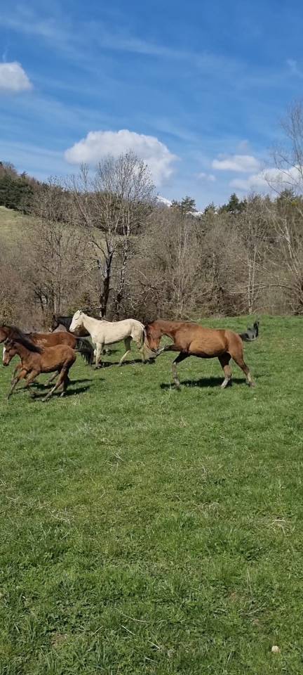 Castrone Akhal Teke In vendita 2020 Baio ,  Kemput (EST), AT