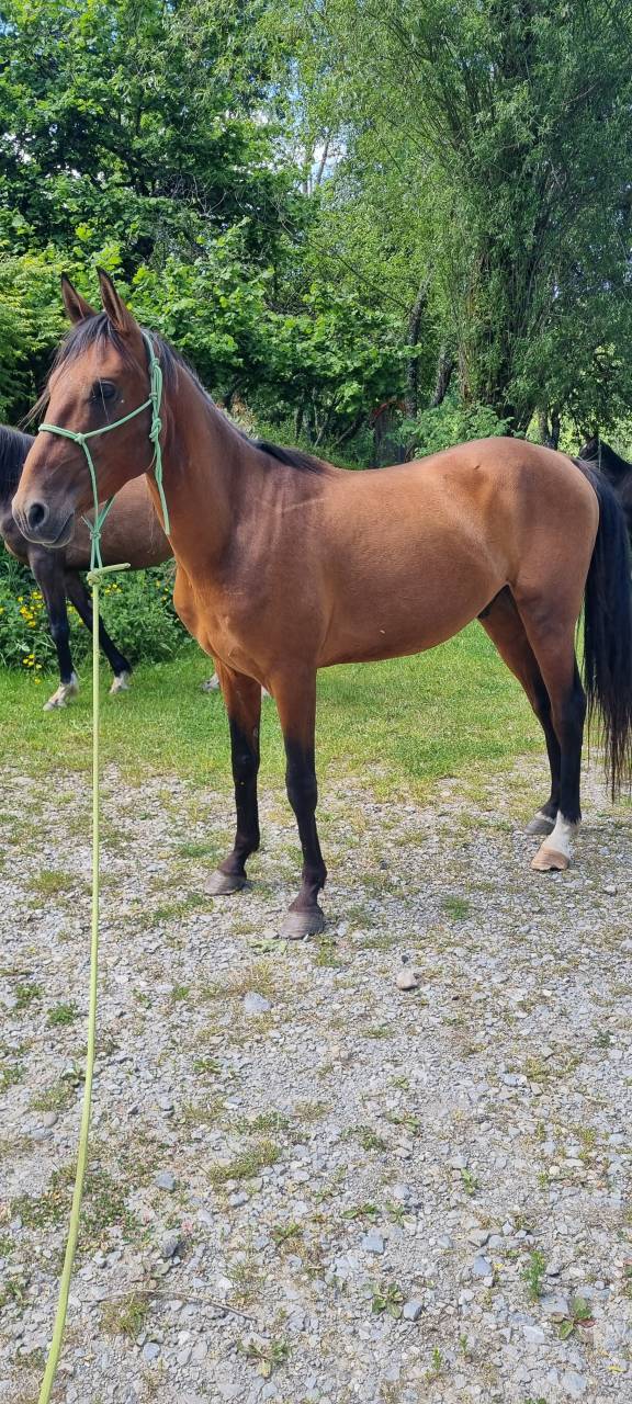 Castrone Akhal Teke In vendita 2020 Baio ,  Kemput (EST), AT