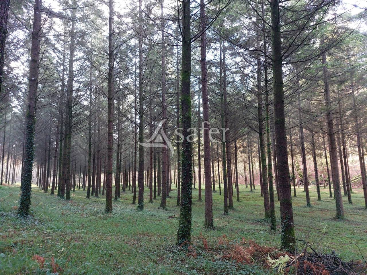 Azienda forestale In vendita Dordogne