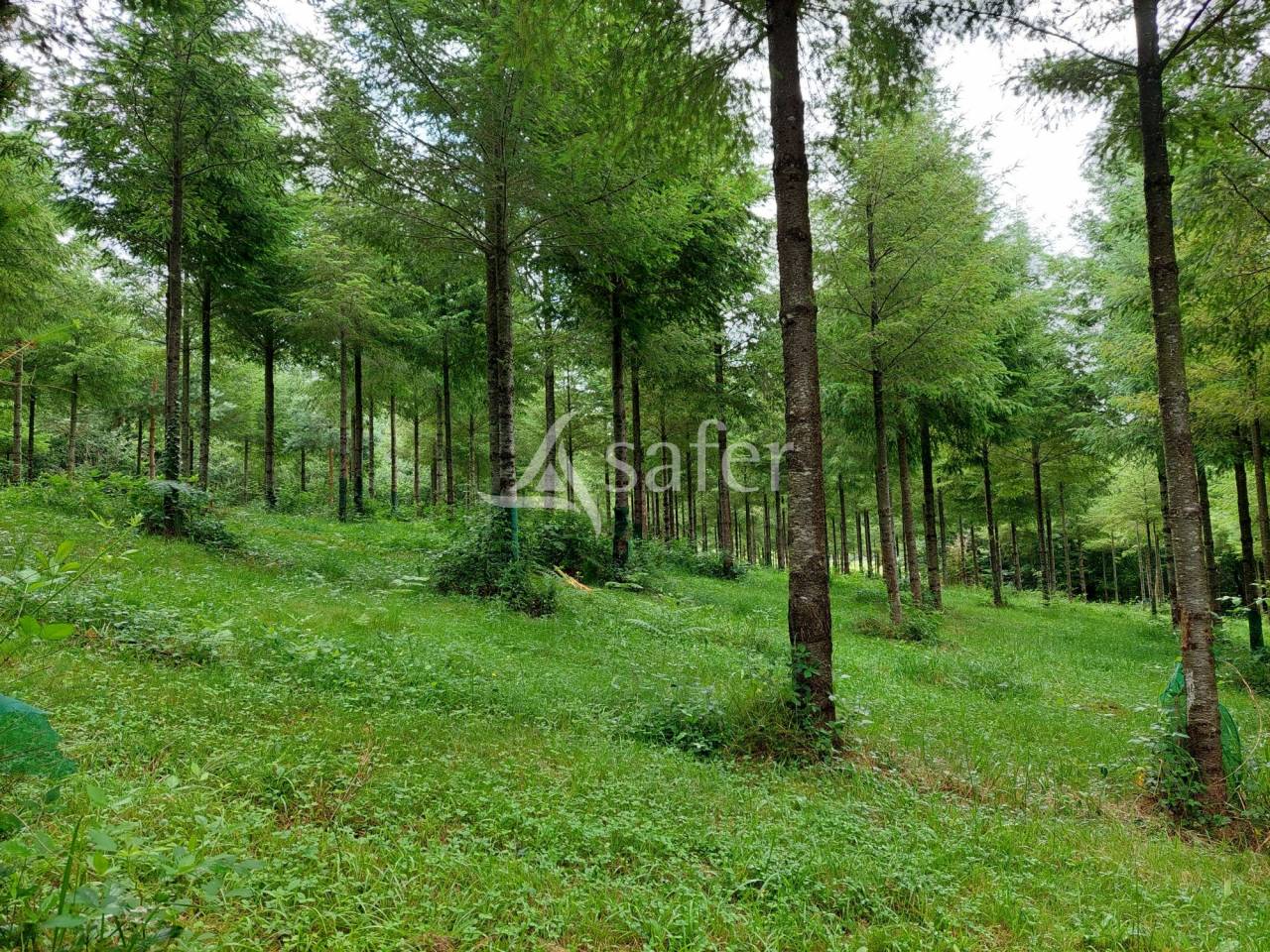 Azienda forestale In vendita Dordogne