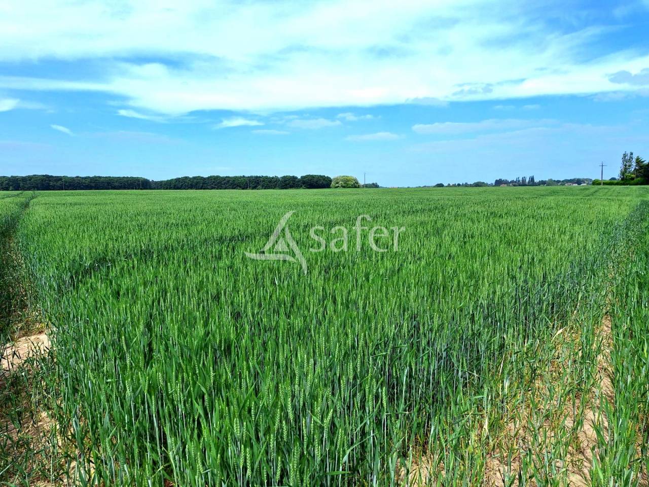Azienda agricola In vendita Loiret