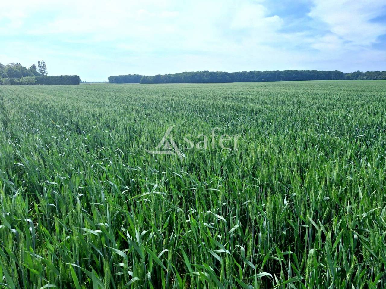 Azienda agricola In vendita Loiret
