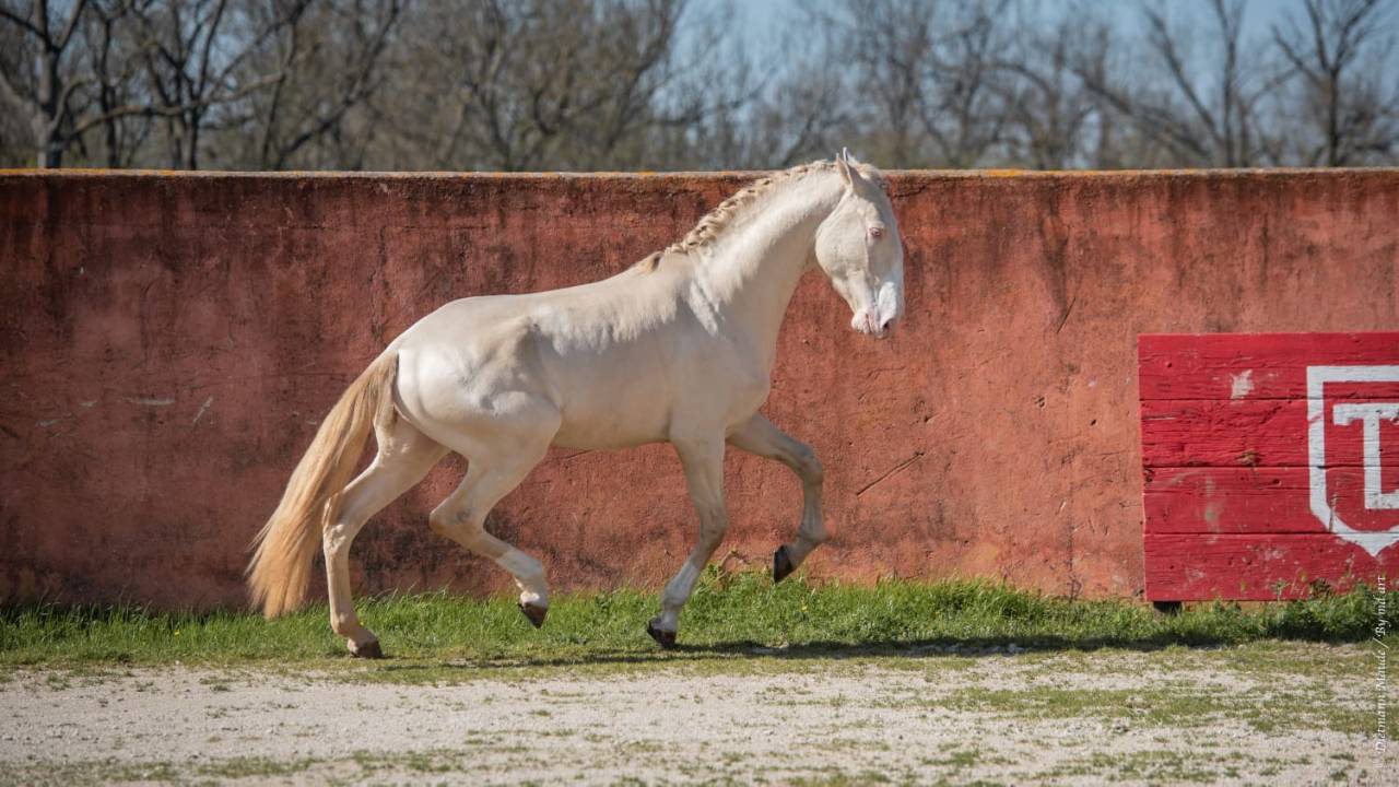 Stallone Lusitano In vendita 2017 Perlino ,  Ourem