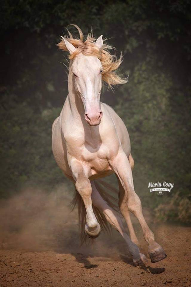 Stallone Lusitano In vendita 2017 Perlino ,  Ourem