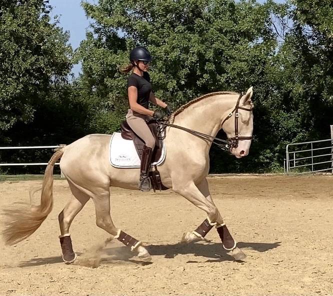 Stallone Lusitano In vendita 2017 Perlino ,  Ourem