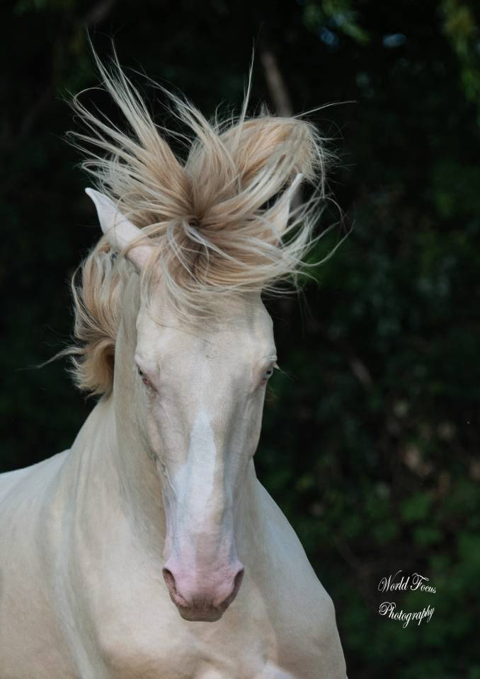 Stallone Lusitano In vendita 2017 Perlino ,  Ourem