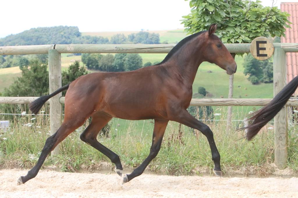 Puledra Origine non conosciuta  In vendita 2024 Baio scuro ,  FAUSTO DE LA COMBE