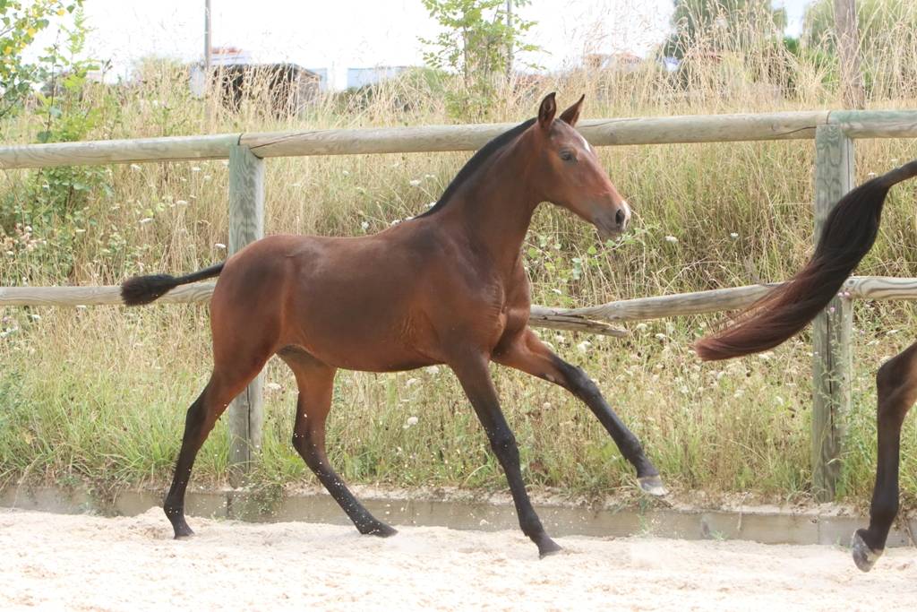 Puledra Origine non conosciuta  In vendita 2024 Baio scuro ,  FAUSTO DE LA COMBE