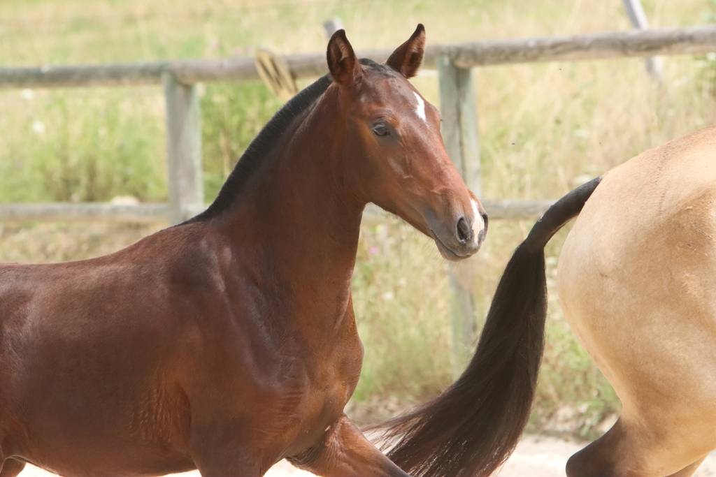 Puledra Origine non conosciuta  In vendita 2024 Baio scuro ,  FAUSTO DE LA COMBE
