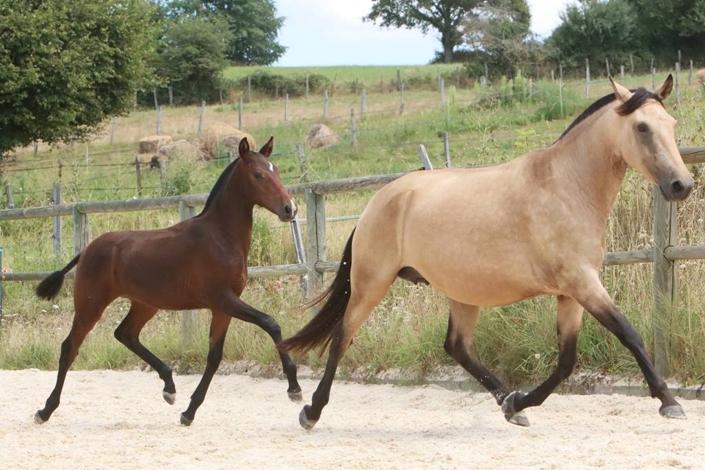 Puledra Origine non conosciuta  In vendita 2024 Baio scuro ,  FAUSTO DE LA COMBE