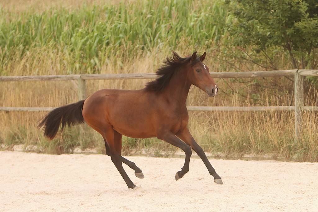 Puledra Origine non conosciuta  In vendita 2024 Baio scuro ,  FAUSTO DE LA COMBE