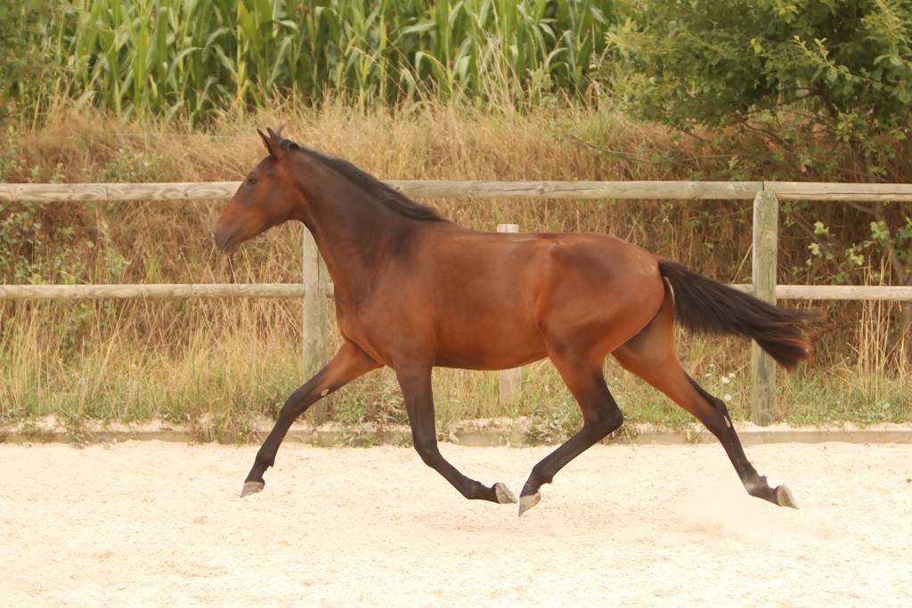 Puledra Origine non conosciuta  In vendita 2024 Baio scuro ,  FAUSTO DE LA COMBE