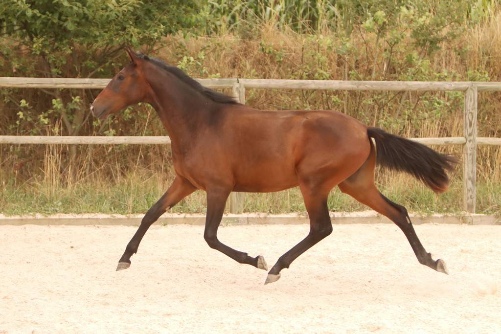 Puledra Origine non conosciuta  In vendita 2024 Baio scuro ,  FAUSTO DE LA COMBE