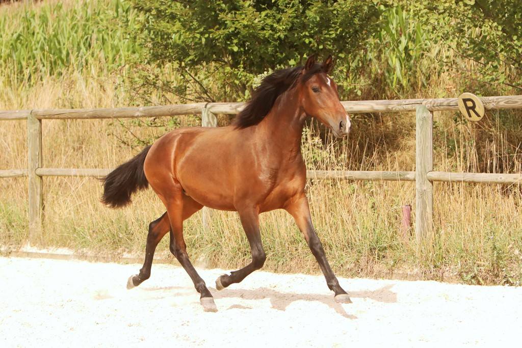 Puledra Origine non conosciuta  In vendita 2024 Baio scuro ,  FAUSTO DE LA COMBE