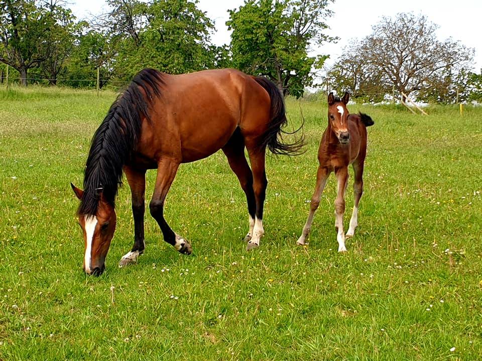 Cavalla Sella Francese In vendita 2014 Baio ,  ARIOSO DU THEILLET