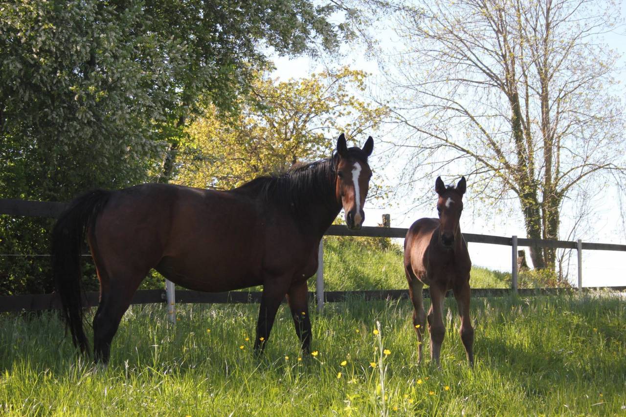 Cavalla Sella Francese In vendita 2007 Baio ,  ALLEGRETO