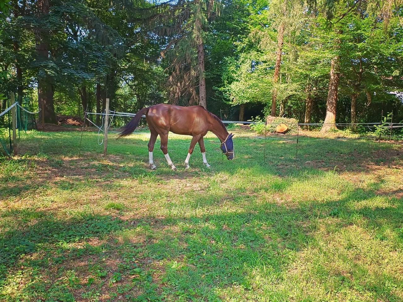 Offriamo pensione cavalli in ambiente famigliare. 