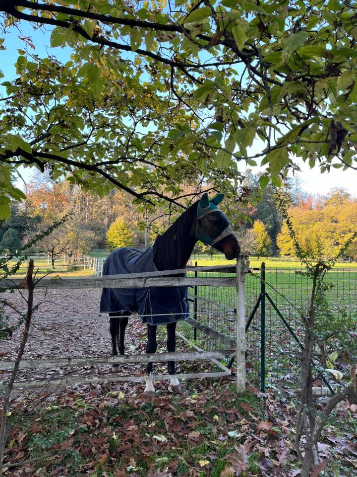 Offriamo pensione cavalli in ambiente famigliare. 