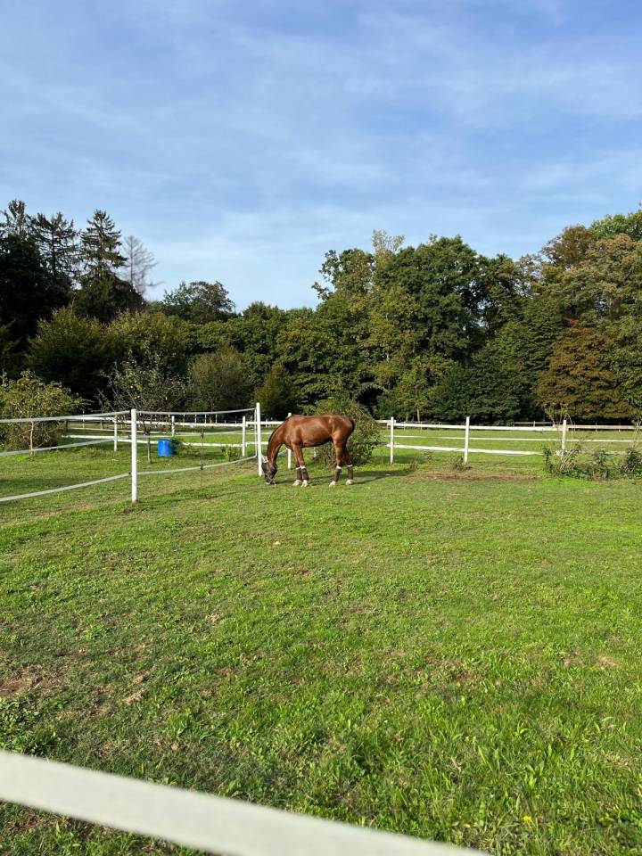 Offriamo pensione cavalli in ambiente famigliare. 