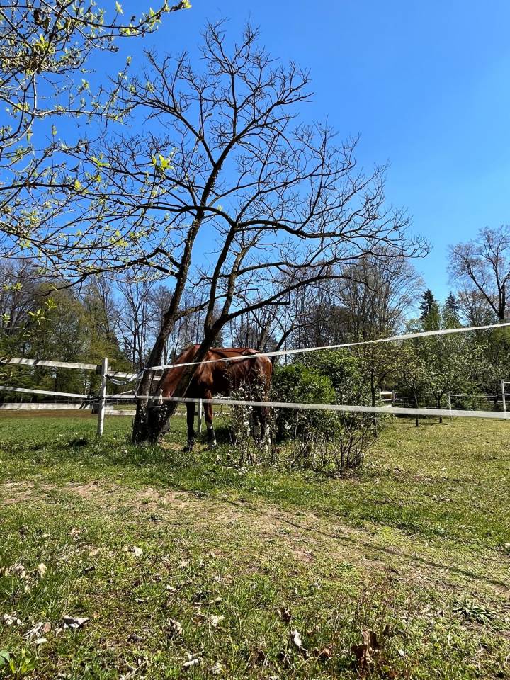 Offriamo pensione cavalli in ambiente famigliare. 