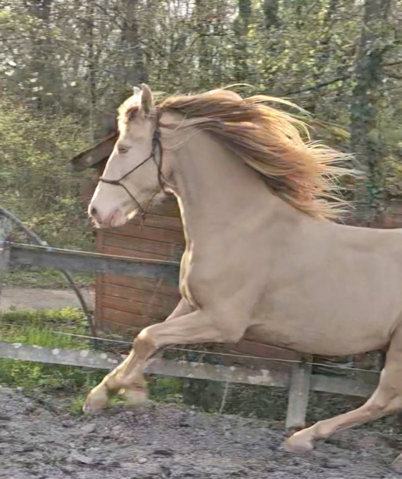 Castrone PRE Andaluso In vendita 2016 Perlino