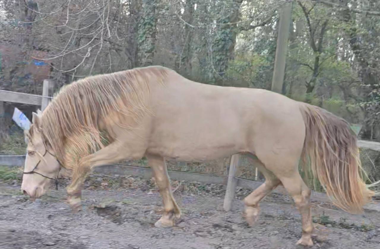Castrone PRE Andaluso In vendita 2016 Perlino