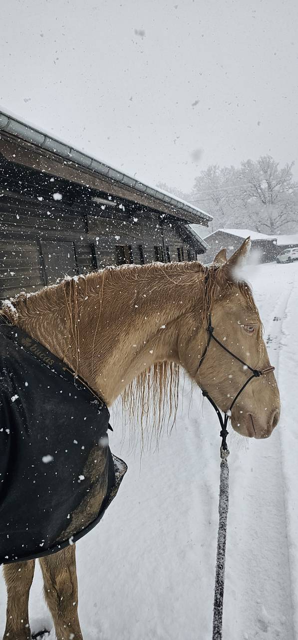Castrone PRE Andaluso In vendita 2016 Perlino