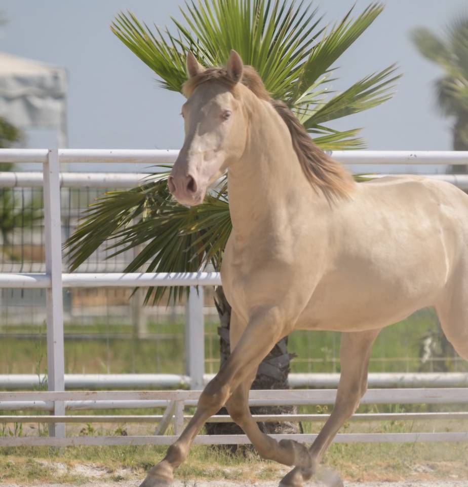 Castrone PRE Andaluso In vendita 2016 Perlino