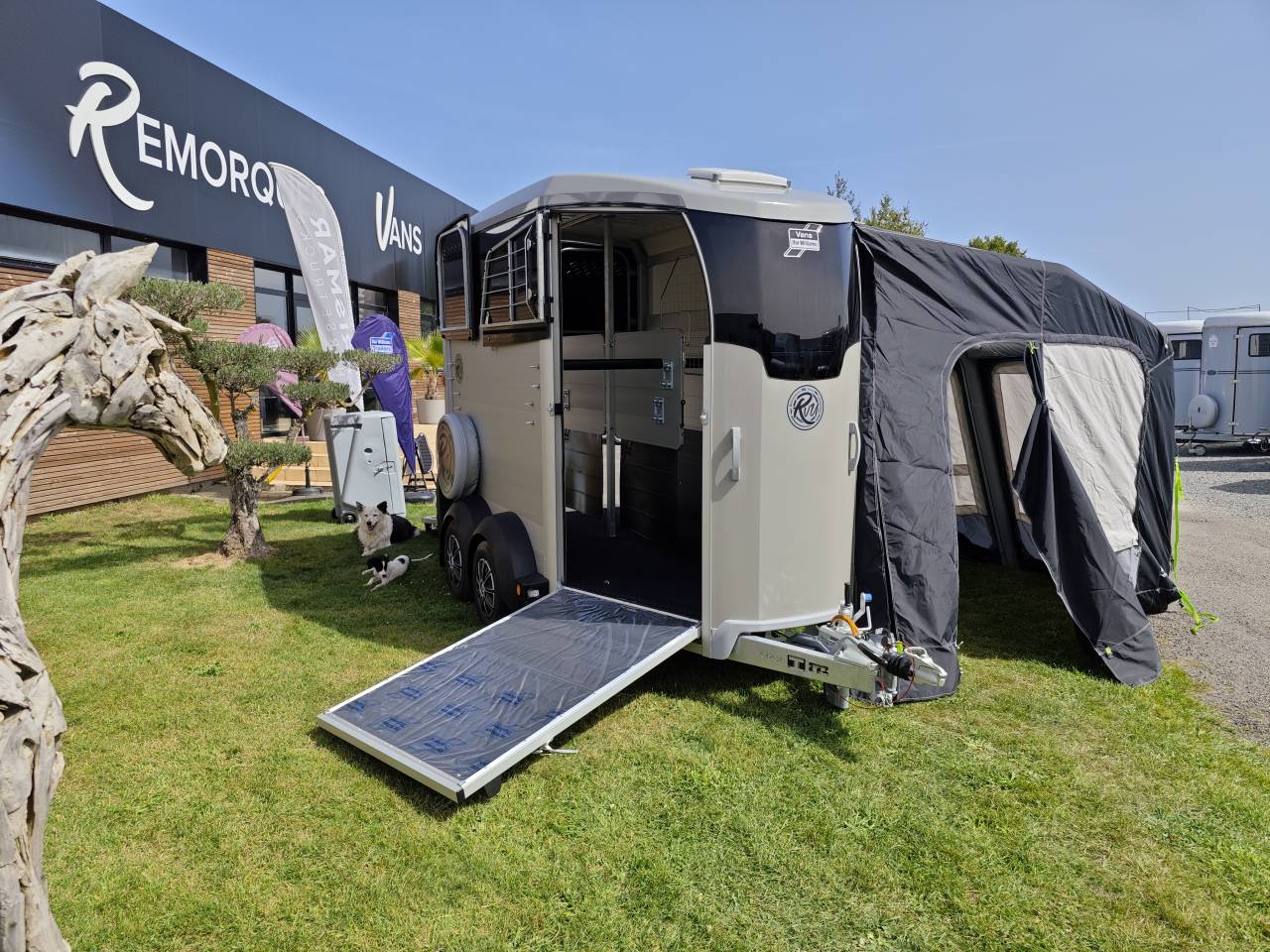 Trailer Ifor Williams Hbx506 2 Cavalli 2025 Nuovo